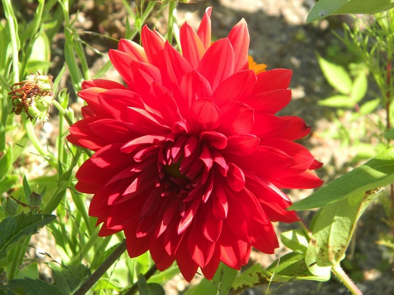 Closeup of a red chrysanthemum
