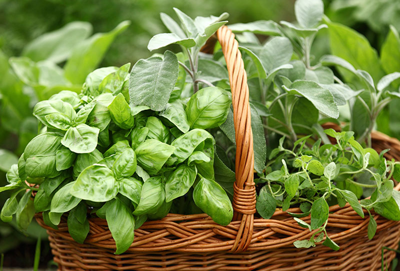 Basket of fresh green herbs